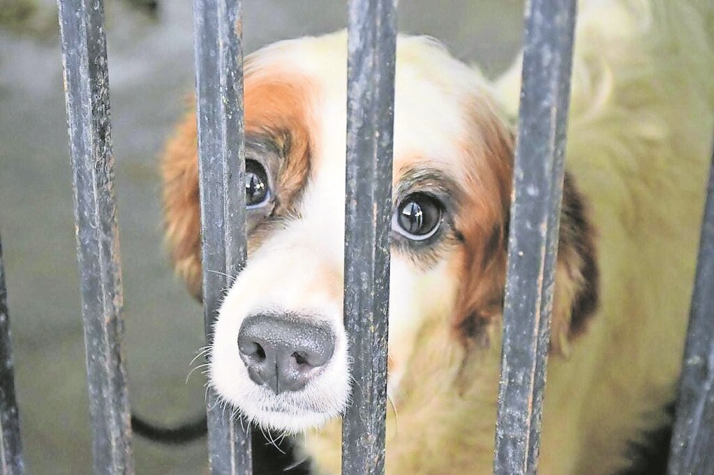 Balean a sujeto que pateó a un perrito en Querétaro