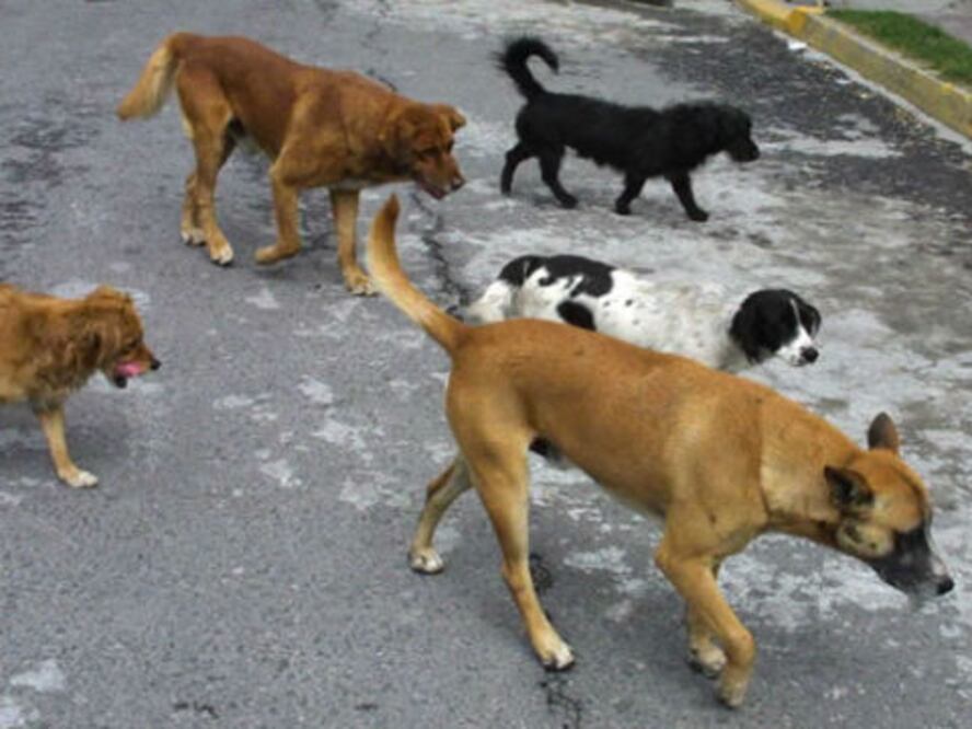 Rechazan iniciativa de ley