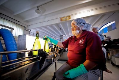 Querétaro, uno de los líderes en la uva industrial