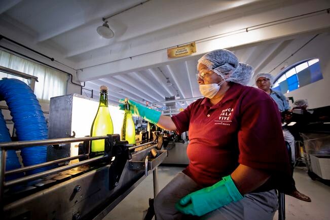 Querétaro, uno de los líderes en la uva industrial