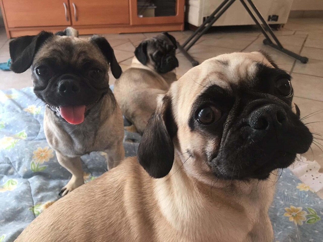 Anuncian festival perruno en Querétaro