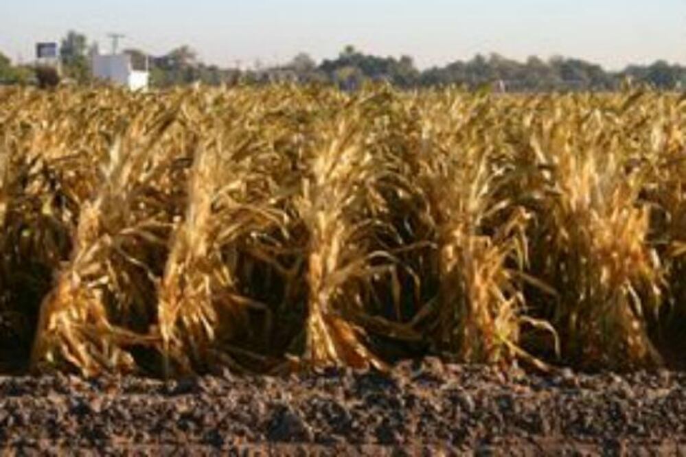 Heladas siniestran 4 mil hectáreas de cebada