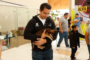 Crean Comisión de Bienestar Animal en el municipio de Querétaro