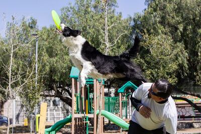 Adopción. Animales hallan una familia 
