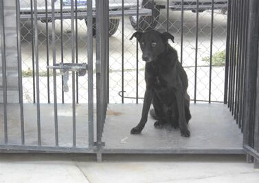 Rastrean peleas clandestinas de perros