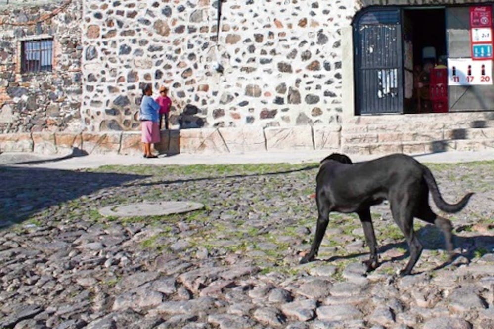 A la baja, ataques de perros en 2015