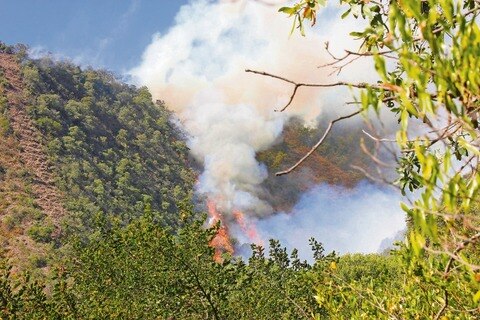 Consume incendio 60 has de bosque en San Joaquín