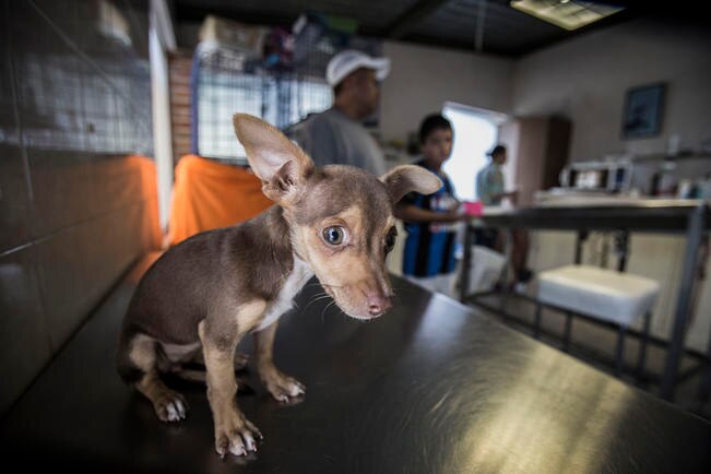 Mascotas no transmiten el Covid-19, dicen veterinarios