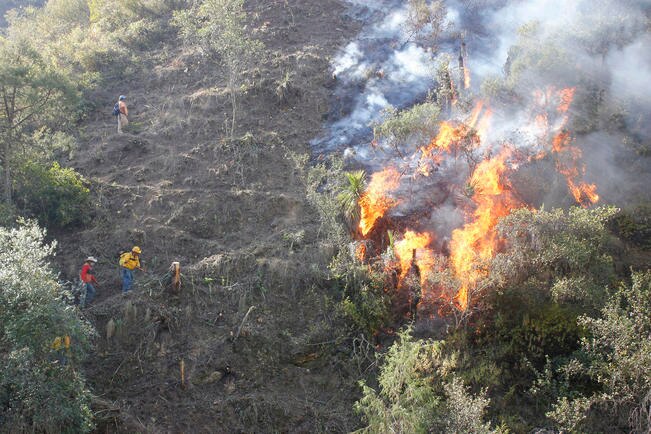 Incendio destruye zona forestal en Colón