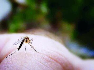 Van 11 casos de chikungunya y 13 de dengue este año