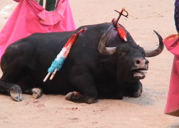 Regidora contra la muerte de toros