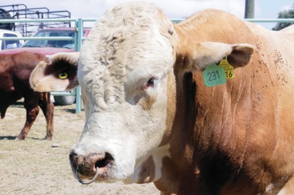 Cae sector ganadero por gasolinazos