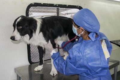 Unidad de rescate auxilia a 400 animales