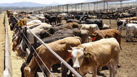 Suman 54 casos de gusano barrenador en Querétaro