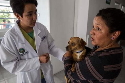 Atención animal duplicará en 2019 servicios: Correa