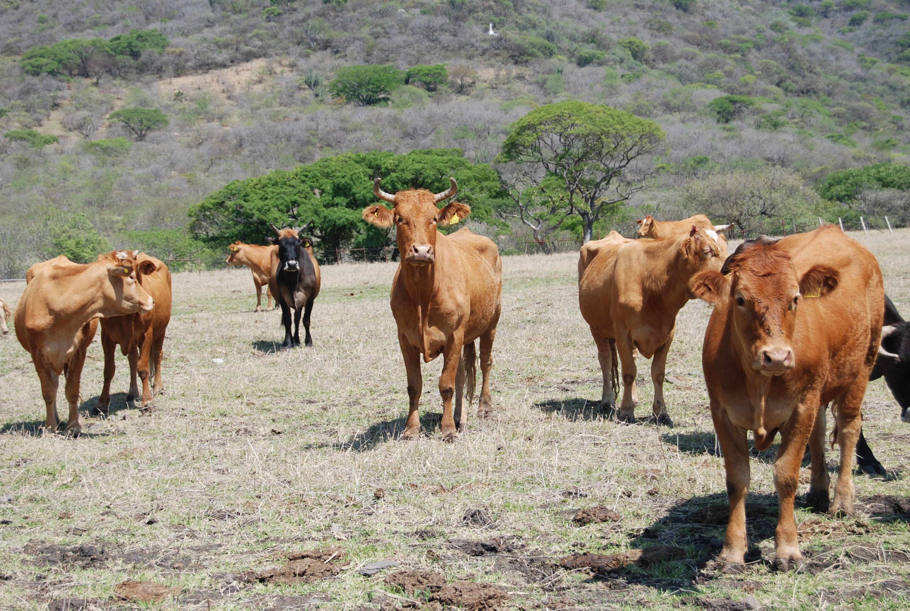 Proyectan clúster ganadero en la Sierra