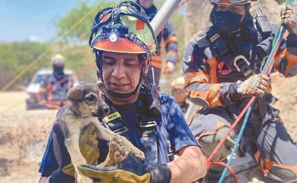 Se encuentra sana y salva; cachorrita cae a 70 metros de profundidad en Querétaro 