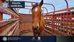 Recuperan en Amealco caballo reportado como robado en Edomex