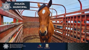 Recuperan en Amealco caballo reportado como robado en Edomex