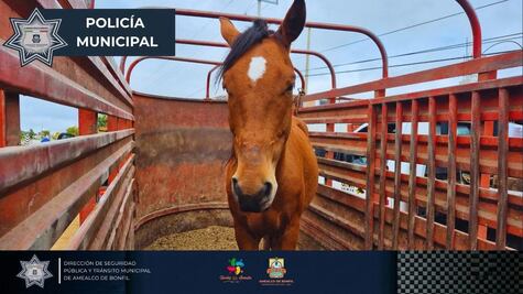 Recuperan en Amealco caballo reportado como robado en Edomex