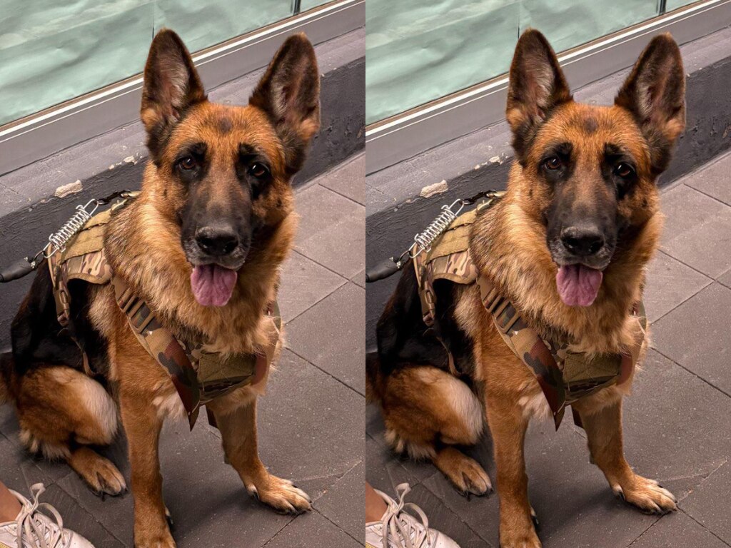 Buscan a la perrita Kira en Querétaro; tiene displasia de cadera y requiere medicamento