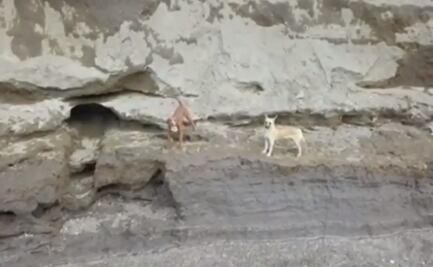 Autoridades analizan rescate seguro de perros atrapados en socavón de Puebla