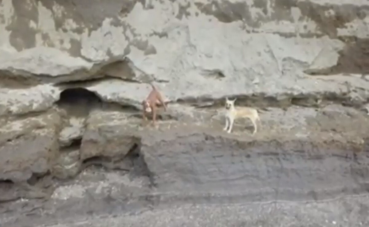 Autoridades analizan rescate seguro de perros atrapados en socavón de Puebla