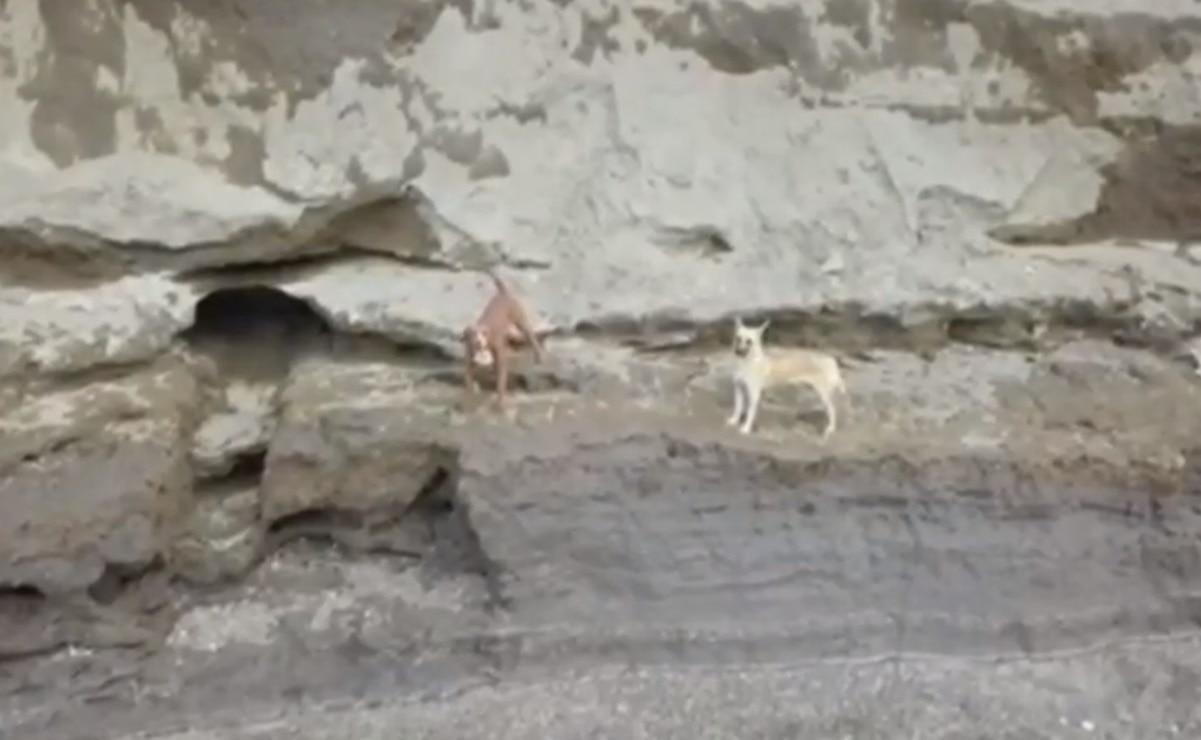 Autoridades analizan rescate seguro de perros atrapados en socavón de Puebla