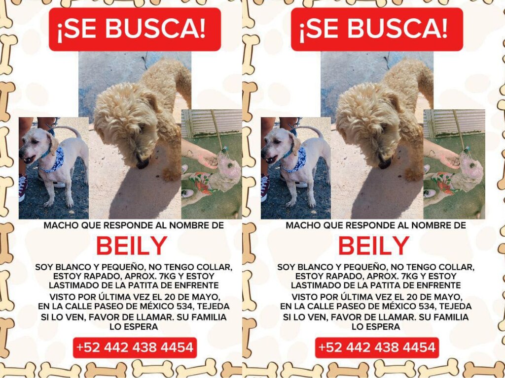 Buscan al perrito Beily en Corregidora; fue visto por última vez el 20 de mayo
