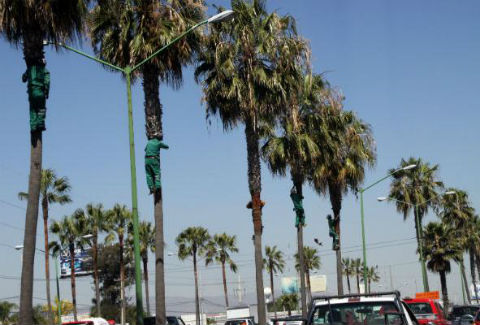 Dan mantenimiento a palmeras 