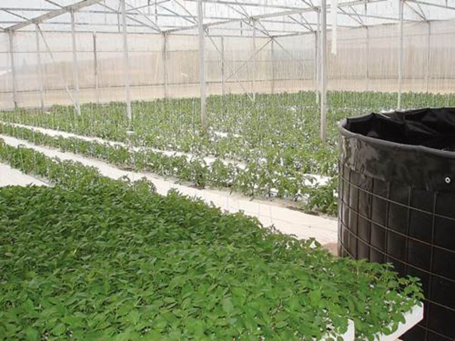 Lluvias causan daño en invernaderos