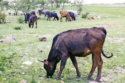 Ganaderos de  Sierra, en desventaja, indican