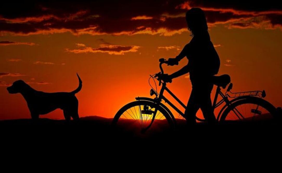 México ocupa el lugar 14 de 25 países en los que puedes viajar y hospedarte con tus mascotas Fotos: Cortesía Pixabay