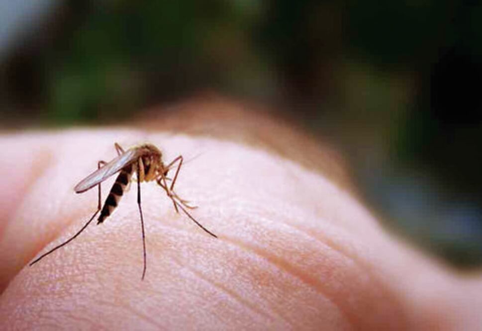 Vigila Seseq densidad del mosco