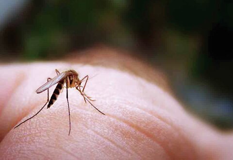 Vigila Seseq densidad del mosco