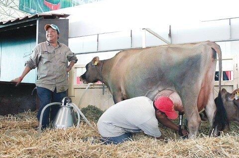 Lecheros prevén más producción 