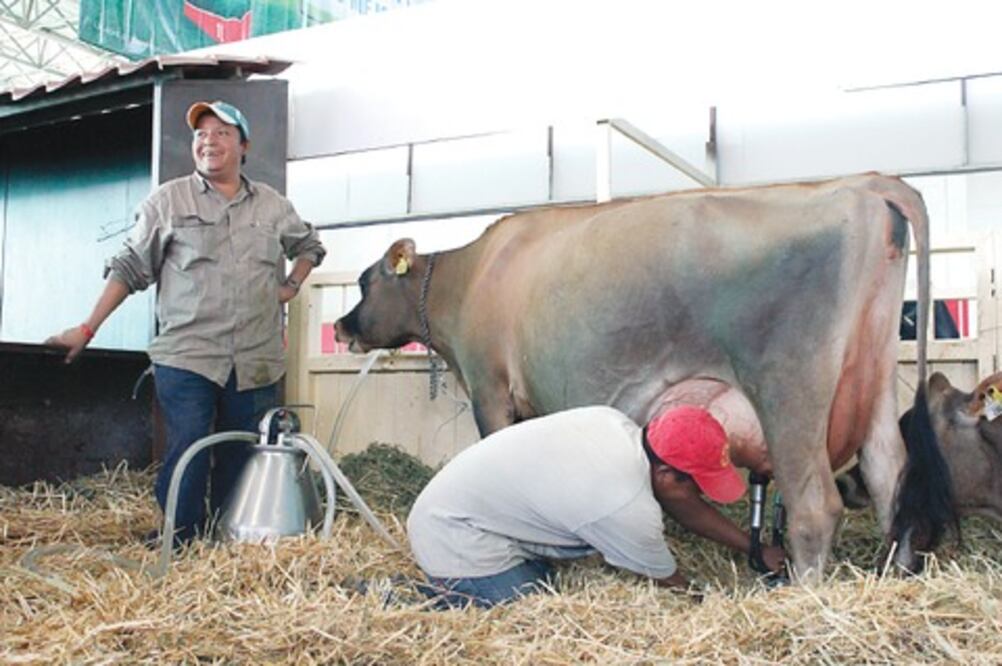 Lecheros prevén más producción 