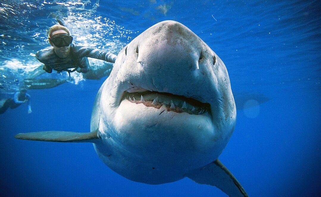 Tiburones, en peligro por unas vacunas contra el Covid-19: ONG
