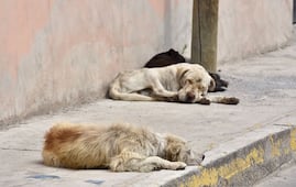 Desafío, abandono de mascotas en la Zona Metropolitana de Querétaro