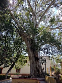 Este árbol tiene 112 años; se localiza en el semidesierto queretano 