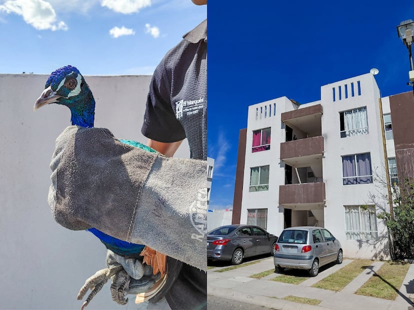 FOTO. CAPTURA DE PANTALLA