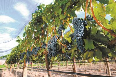 Querétaro es el tercero en producción de vino del país