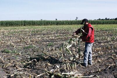 Proagro debe usarse en el campo