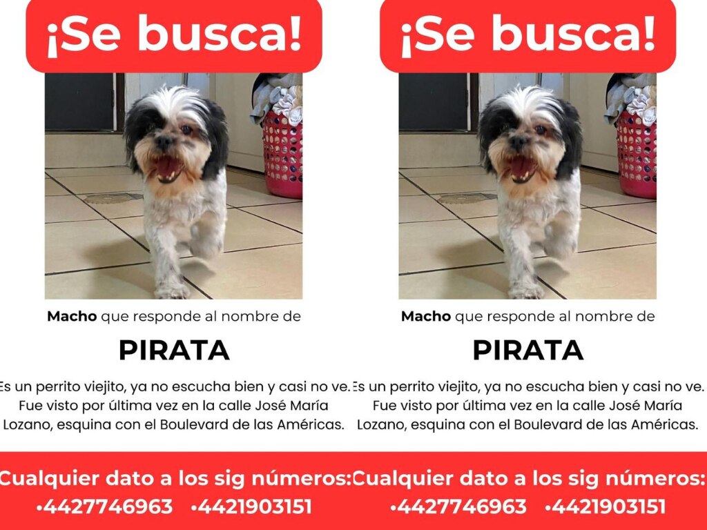 Buscan al perrito Pirata en Querétaro; fue visto por última vez en la calle José María Lozano