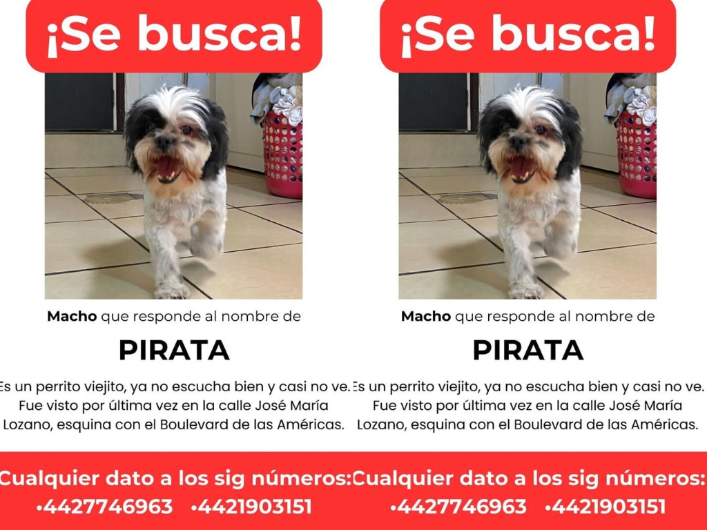 Buscan al perrito Pirata en Querétaro; fue visto por última vez en la calle José María Lozano