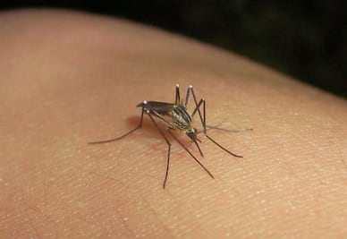 Alerta IMSS sobre dengue