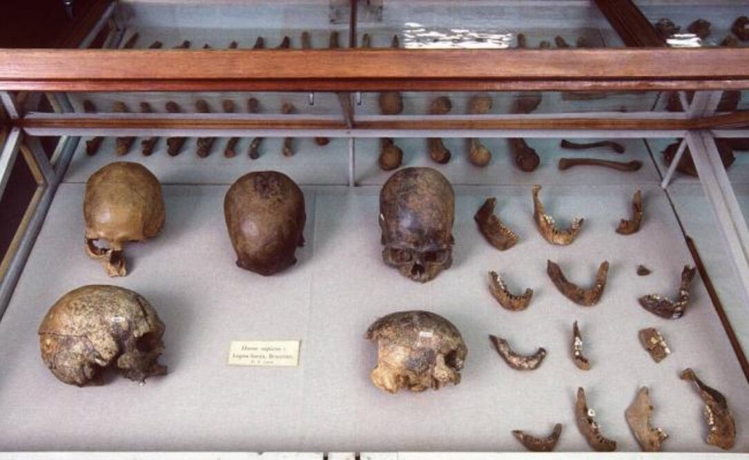 Foto: Museo de Historia Natural de Dinamarca