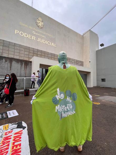 Inicia primer juicio por maltrato animal en Querétaro; piden justicia para Athos y Tango 