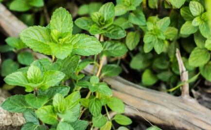 Conoce los 5 beneficios de incluir hierbabuena en tu alimentación