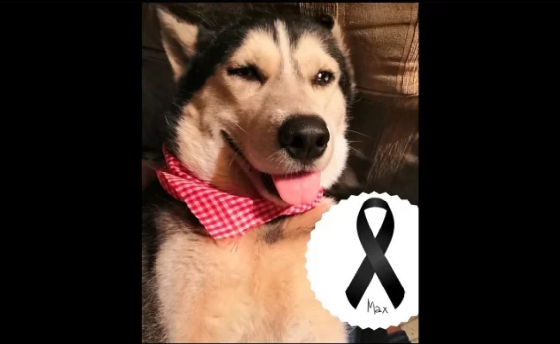 Muere Max, el perrito que vendía cupcakes para pagar su tratamiento médico